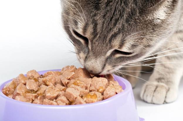 1280-481971741-cat-eating (1).jpg Консервы для кошек