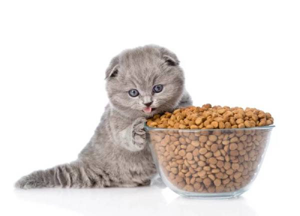post_5c1e629a0690e (1).jpg котенок ест корм
